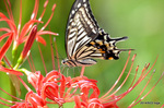 ヒガンバナにアゲハチョウ；クリックすると大きな写真になります。