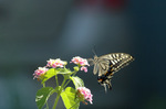 アゲハチョウ；クリックすると大きな写真になります