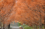 紅葉したメタセコイア並木；クリックすると大きな写真になります