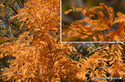 メタセコイアの黄葉：桃山台公園；クリックすると大きな写真になります。