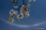 大島桜；クリックすると大きな写真になります。