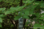 立杭には沙羅双樹とあるが：松尾寺境内；クリックすると大きな写真になります。