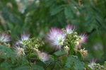 ネムノキの花；クリックすると大きな写真になります。