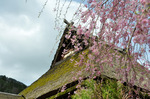 茅葺の里の枝垂れ桜；クリックすると大きな写真になります