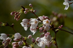 桜の開花；クリックすると大きな写真になります