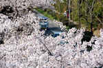駅の横を通る泉北１号線沿いの桜：クリックすると大きな写真になります