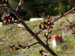 桜の花芽：檜尾；クリックすると大きな写真になります。