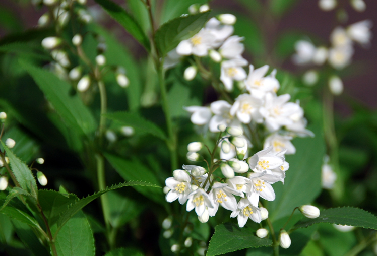 春 庭の白い花４種 Atelier
