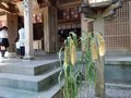 高千穂神社。両脇に五穀豊穣を願うアワの鉢植えが置かれていた；クリックすると大きな写真になります。