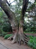 江田神社参道沿いのクスノキの樹；クリックすると大きな写真になります。