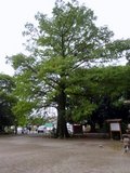 鳥居の前にあるラクウショウの巨木；クリックすると大きな写真になります。