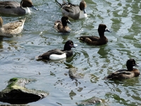 帷子川の水鳥たち；クリックすると大きな写真になります。