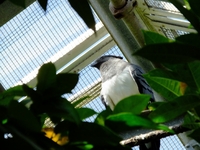 熱帯、亜熱帯の鳥たちが飛び回る温室；クリックすると大きな写真になります。