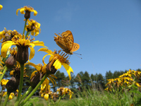ミドリヒョウモン　高原の蝶：クリックすると大きな写真になります