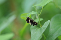 食草ウマノスズクサとジャコウアゲハの幼虫：クリックすると大きな写真になります