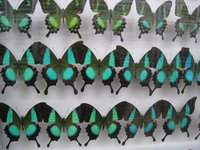 Papilio buddaha　ブッダオビクジャクアゲハの標本；クリックすると大きな写真になります