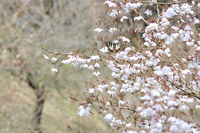 桜に飛来；クリックすると大きな写真になります