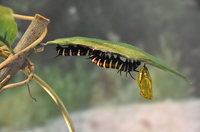 オオゴマダラの幼虫と黄金の蛹；クリックすると大きな写真になります