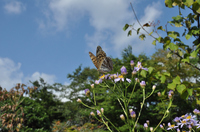 シオンの花で吸蜜するミドリヒョウモン♀；クリックすると大きな写真になります