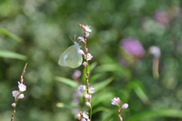 サクラタデの花で吸蜜するモンシロチョウ；クリックすると大きな写真になります