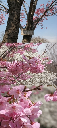 横浜緋桜；クリックすると大きな写真になります