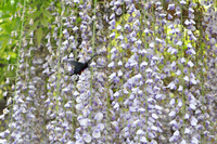 フジの花に来たジャコウアゲハ♂；クリックすると大きな写真になります