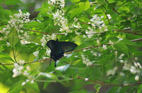 カラスアゲハ♂　開翅；クリックすると大きな写真になります