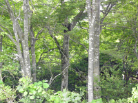 ハンノキの林；クリックすると大きな写真になります。