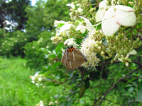 ノリウツギの花で吸蜜するミドリシジミ；クリックすると大きな写真になります。