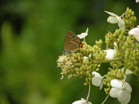 ノリウツギの花とミドリシジミ　P90で；クリックすると大きな写真になります。