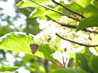 ノリウツギで吸蜜するミヤマカラスシジミ　-2；クリックすると大きな写真になります。