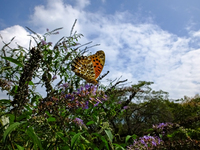 ツマグロヒョウモン 秋の青空を背景に；クリックすると大きな写真になります。