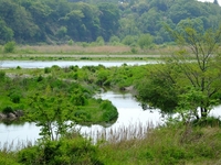 緑豊かな多摩川の河川敷；クリックすると大きな写真になります。