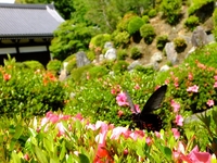 東福寺開山堂のクロアゲハ　-3；クリックすると大きな写真になります。
