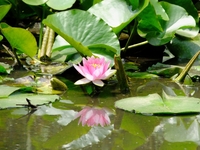 かっぱ池の蓮の花；クリックすると大きな写真になります。