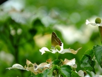 ヤマボウシの花にミドリシジミ；クリックすると大きな写真になります。