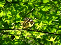 オオムラサキ自然公園のオオムラサキ　-2；クリックすると大きな写真になります。