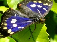 オオムラサキ♂ 開翅　-1；クリックすると大きな写真になります。
