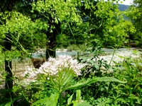 梓川とコチャバネセセリ；クリックすると大きな写真になります。