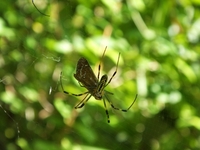 クモに捕まったイチモンジセセリ；クリックすると大きな写真になります。