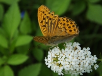 ブッドレア・ホワイトの花で吸蜜するミドリヒョウモン♂　-1；クリックすると大きな写真になります。