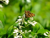 ミツバウツギで吸蜜するサカハチチョウ；クリックすると大きな写真になります。