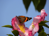 山茶花の花とアカタテハ：クリックすると大きな写真になります