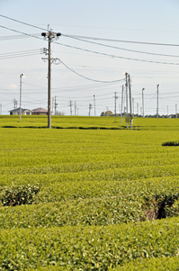 牧之原台地の茶畑；クリックすると大きな写真になります