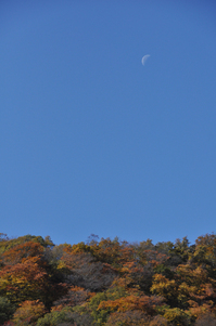 紅葉、青空、月；クリックすると大きな写真になります