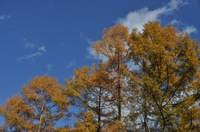 ハルニレの木；クリックすると大きな写真になります