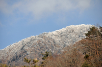 凍える山の木々；クリックすると大きな写真になります