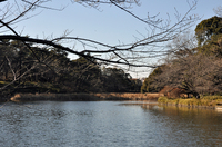 大宮公園の池；クリックすると大きな写真になります