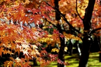 苔庭の紅葉；クリックすると大きな写真になります。