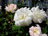 白いバラ　マチルダ；クリックすると大きな写真になります。